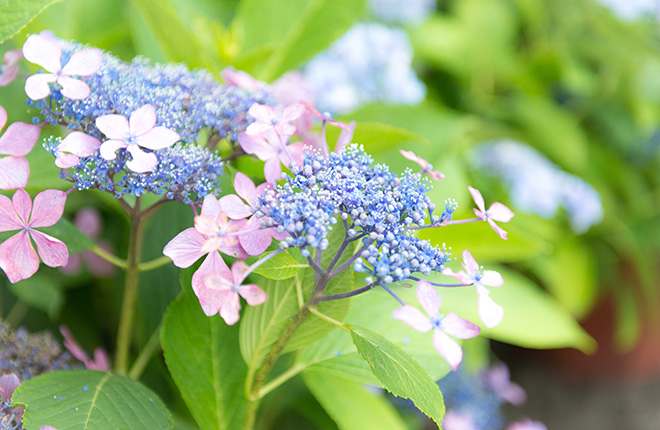 コラム 近年の喪中 花の意味 喪中はがき印刷のコラボ